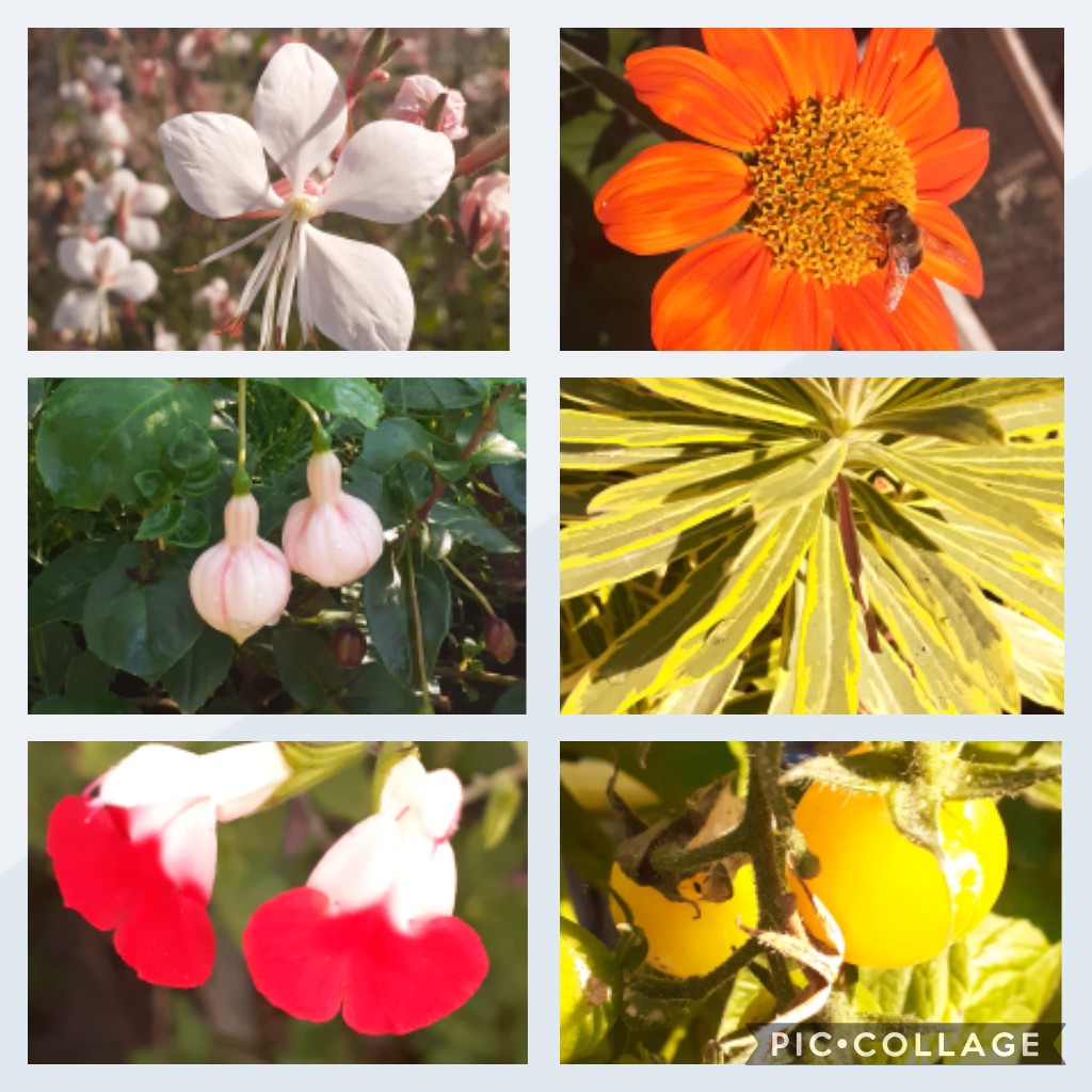 GardensDevon's tweet photo. Salvia hotlips, Gaura 'The Bride', Tithonia, Euphorbia, Fuscia 'Sarah Eliza', Tomato 'Yellow Submarine' my #sixonsaturday https://t.co/Ht1GvepmBw