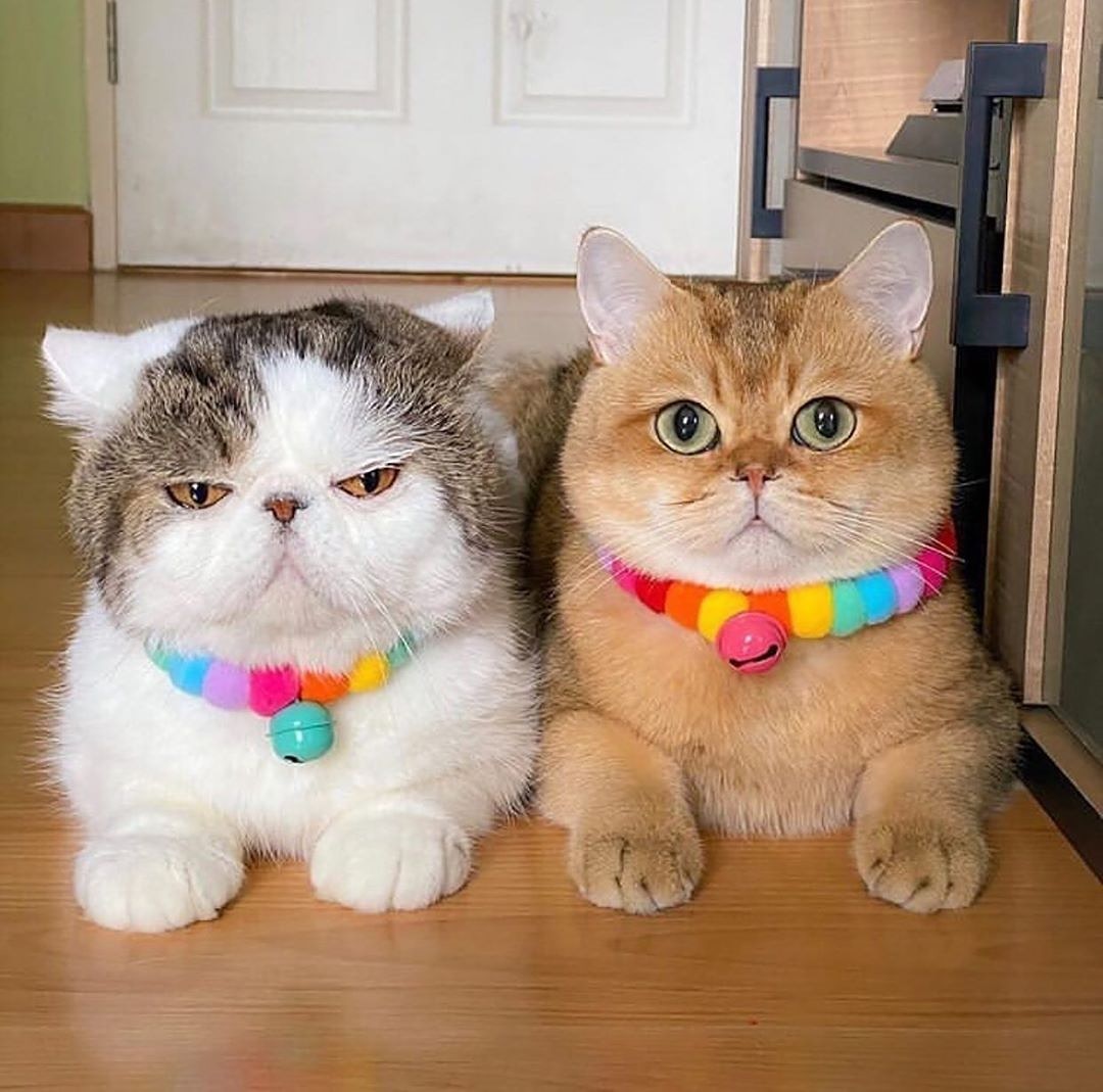 RoseTheCatMom's tweet photo. How cute??
#catsofinstagram #CatsOnTwitter https://t.co/zOybP9SWWJ