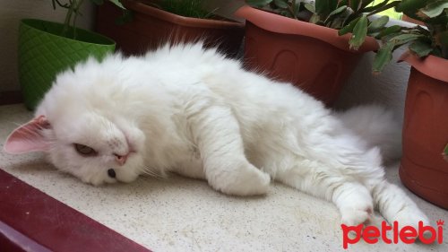 Petlebi Istanbul Turkey Facebook