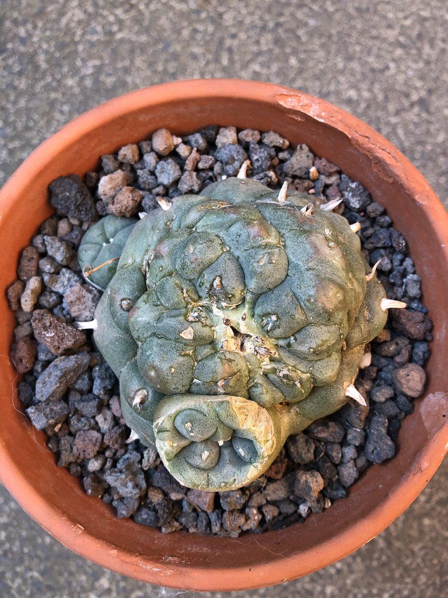 Eine 🐌 hat vor Jahren ein Loch in ihn gefressen. Er heilte sich mit einem Mini Me Pickel selbst 😁