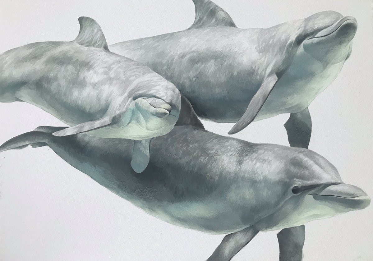 イルカ描いてみた 生き物の中にあるグレー色がすごい綺麗だってことに気がついた Ishii Yumaのイラスト