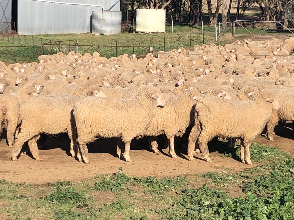We always love hearing feedback from clients! 
These are some photos sent through by a client north of Young showing some rising 2 yr old Bogo blood ewes which recently cut 8.7kg. We think they look fantastic! #bogoisthego #pathwaytoprofitability #bogomerinos #performancegenetics