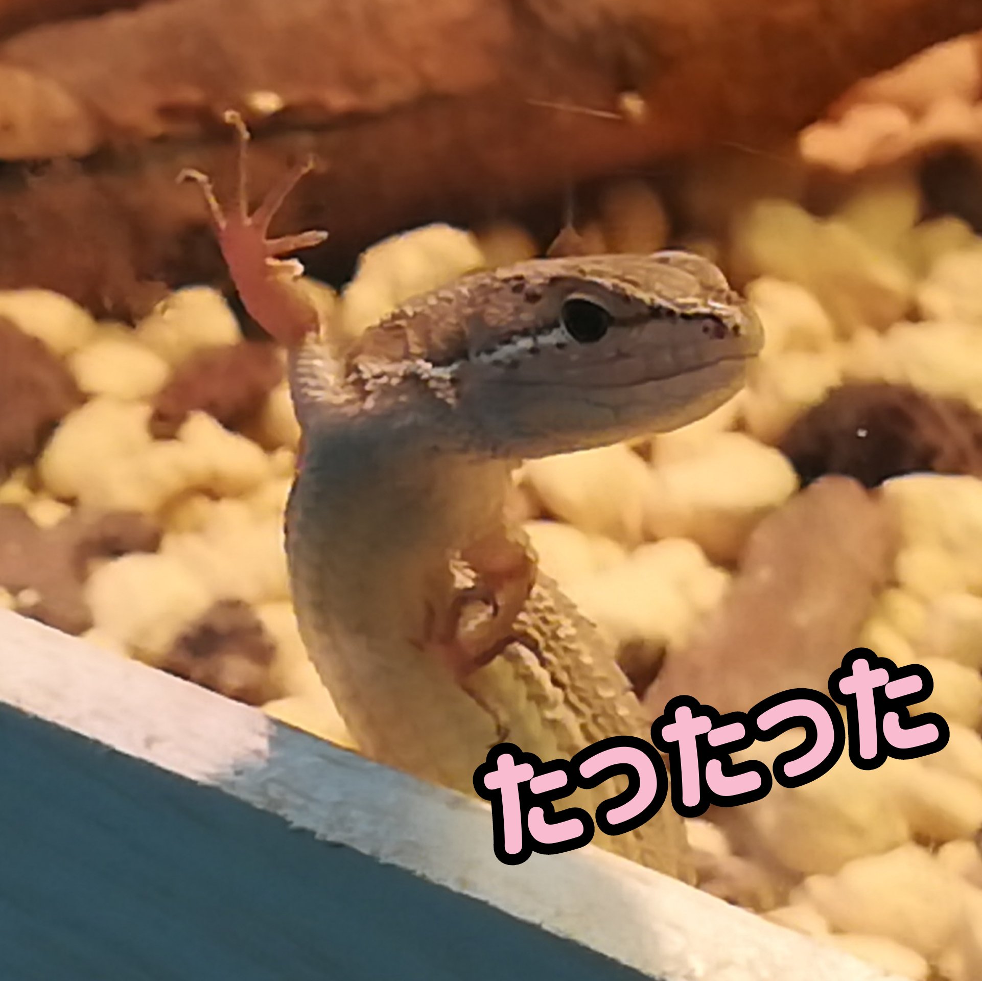 トカゲかわいい Twitter Search Twitter