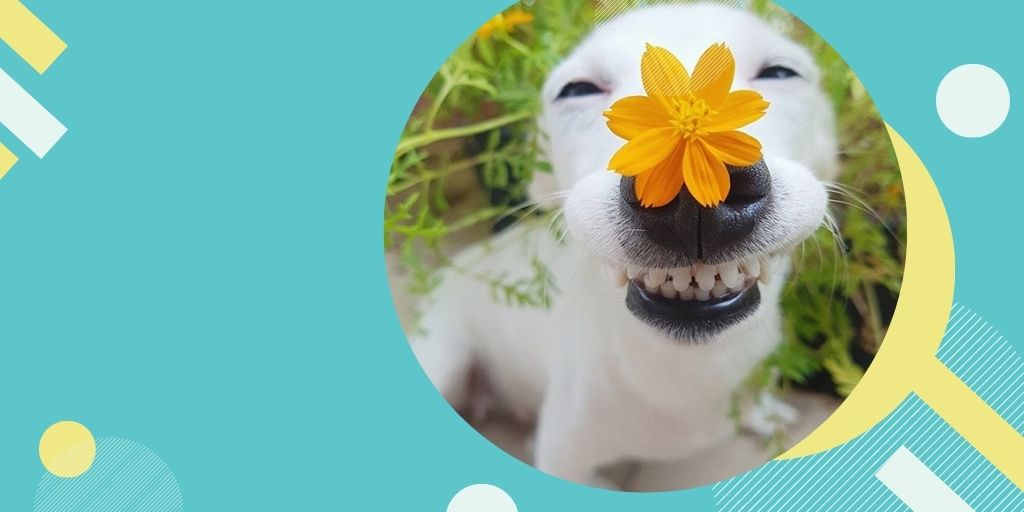 PetsMagnet's tweet photo. Because we all need a reason to smile! 🐶😍

#dogfood #catfood #petsmagnet #petsfood https://t.co/JBjSZrbJKN