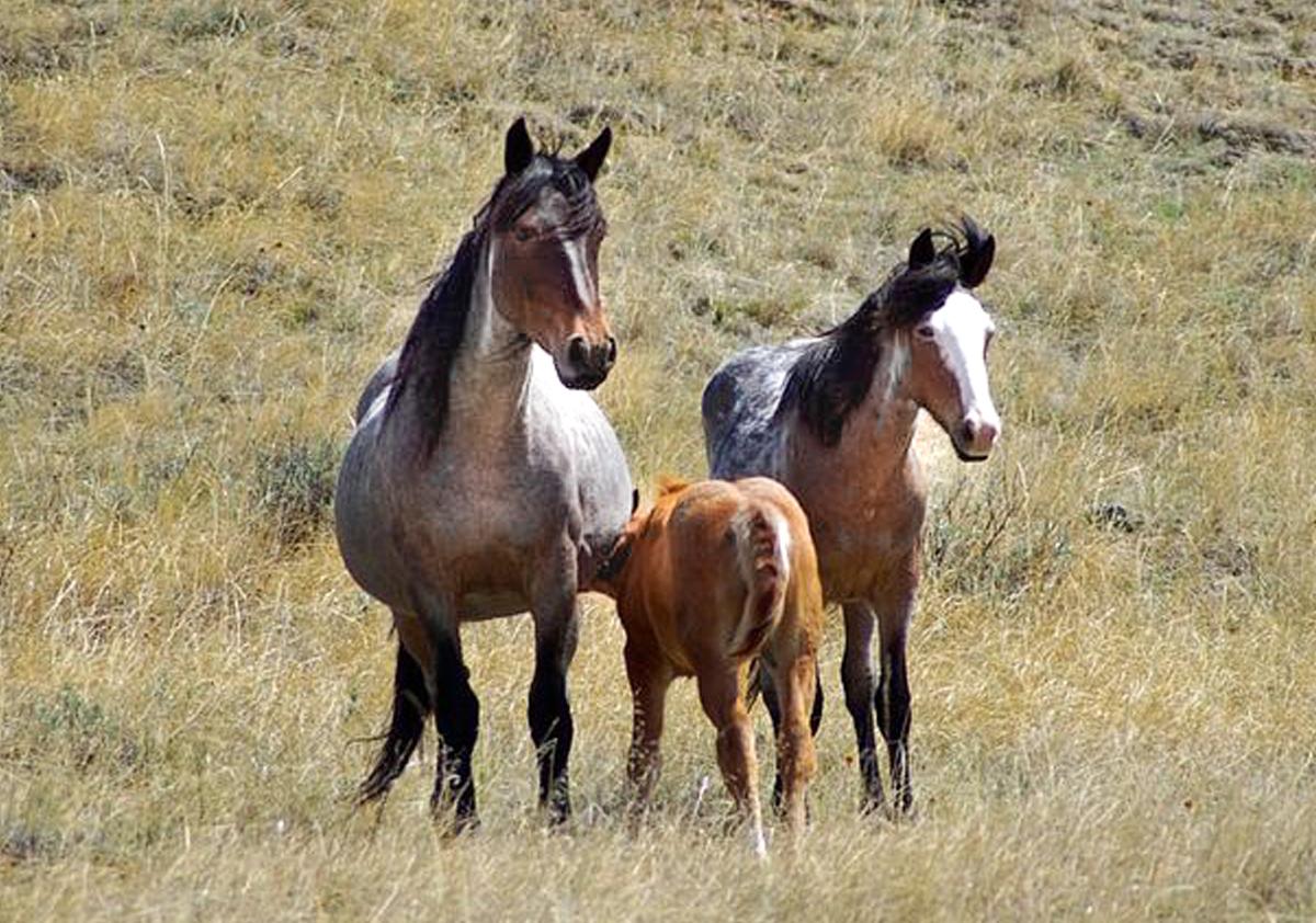 Mani Isna La #IndigenousLivesMatter 🇨🇺🇵🇸🇬🇱 tweet media