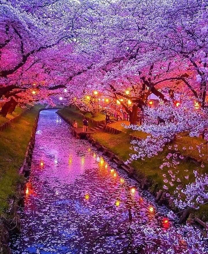 R_Ahmed32's tweet photo. Beautiful Japan.🇯🇵❤
#Japan #Nature #NaturePhotography https://t.co/xa23kA1k3p