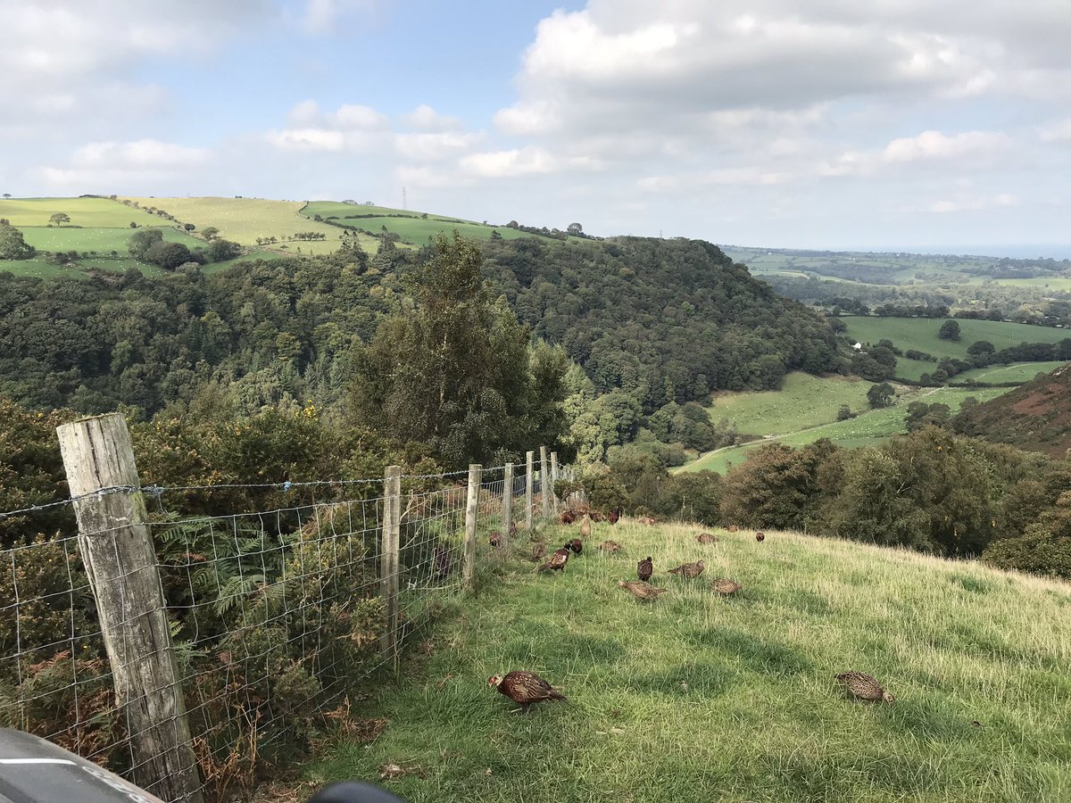 grj243's tweet photo. #pheasants just getting to the top #flushingpoint on one of the #highdrives Donโt worry itโs only a short glide back home tonight. #highbirdshooting #NorthWales https://t.co/1i4R6jfcHg