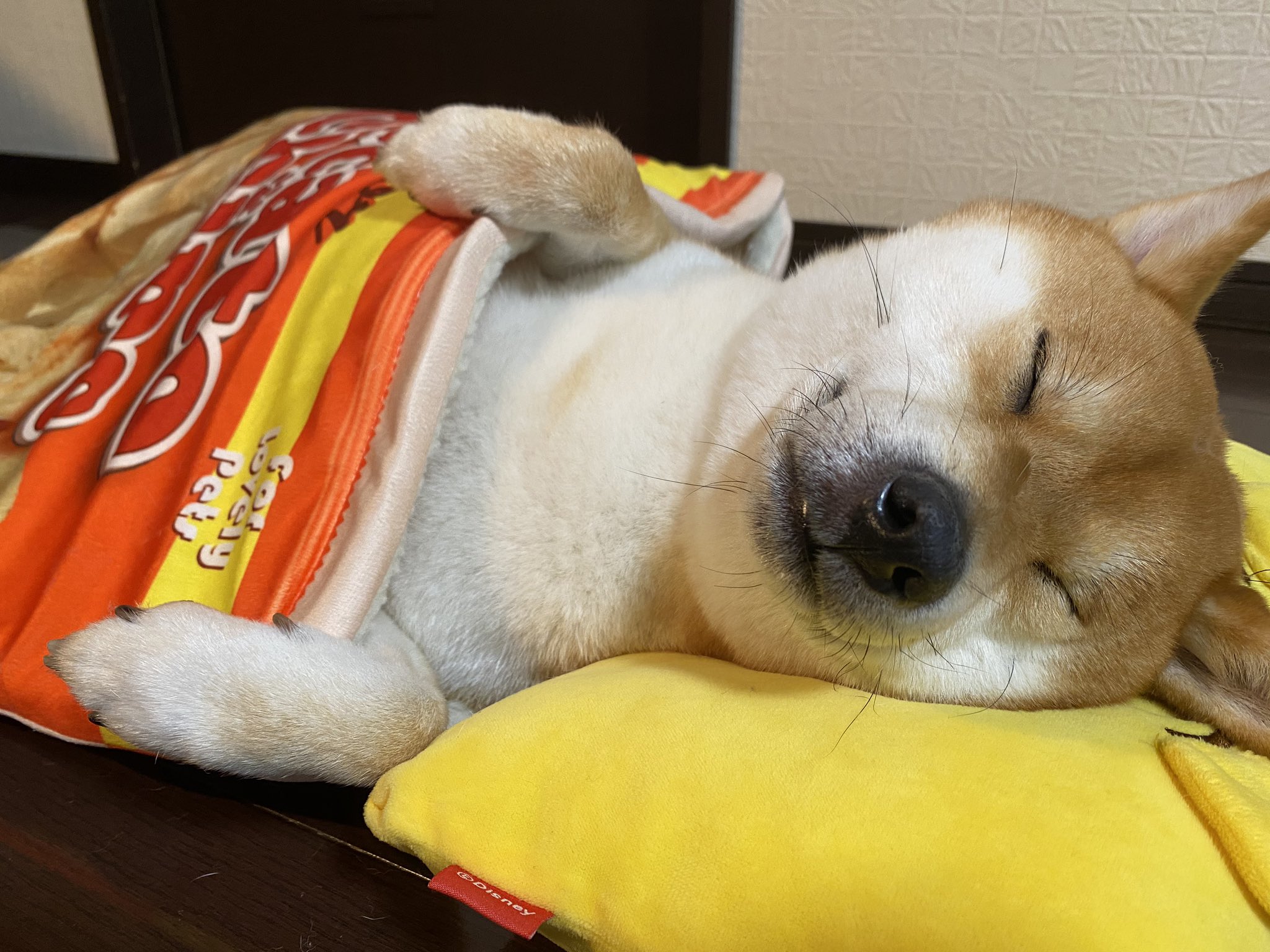 柴犬ゆきちゃん ポテチベッドで爆睡中 T Co Dfk8o1dzrm Twitter