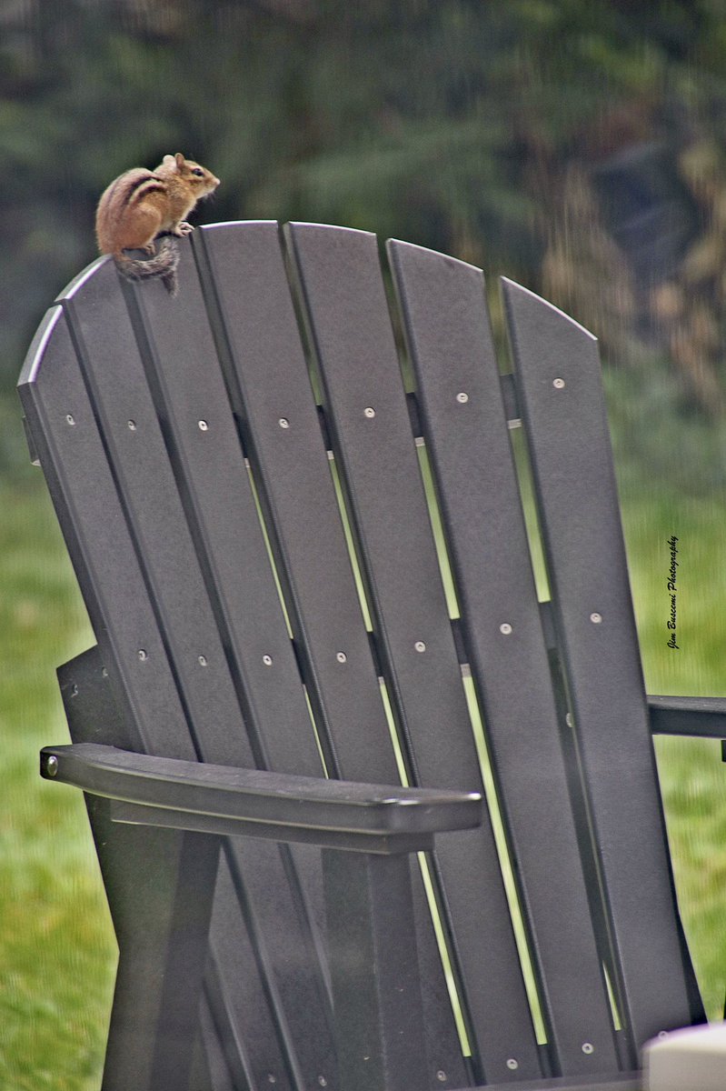 Jbusc33's tweet photo. #chipmunk #chipanddale #rodent #lookingforfood #ontopoftheworld #chipmunksofinstagram #fall #news8photo #just_newyork #relaxing https://t.co/TPovsg2mC0