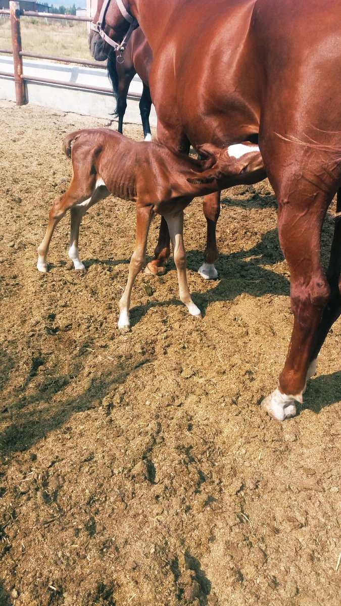 Çiftliğimizin yeni üyesi