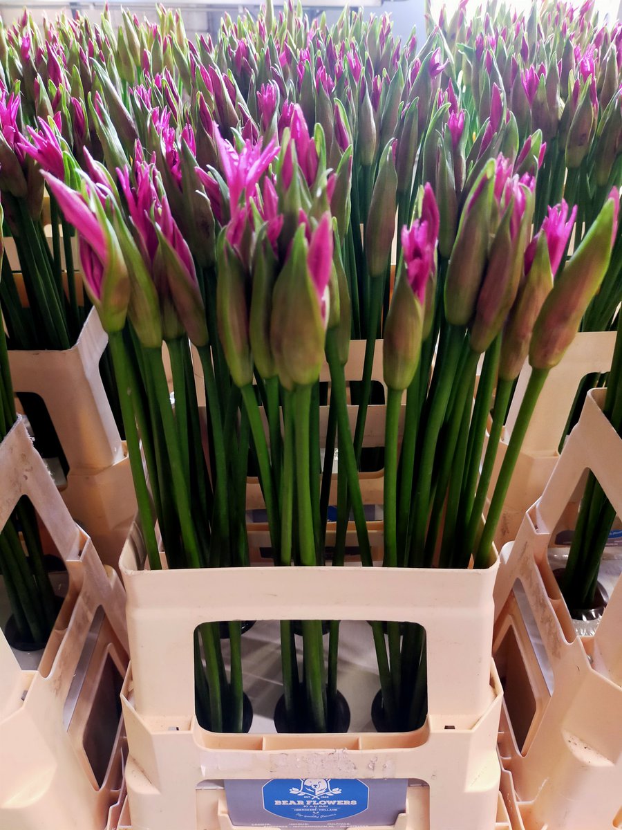 Maandag weer <a href="/Plantion/">Plantion</a> van de partij 😃 En voor wie niet wachten kan, ze staan al klaar in de klokvoorverkoop 😊 #nerine #enjoytheseason