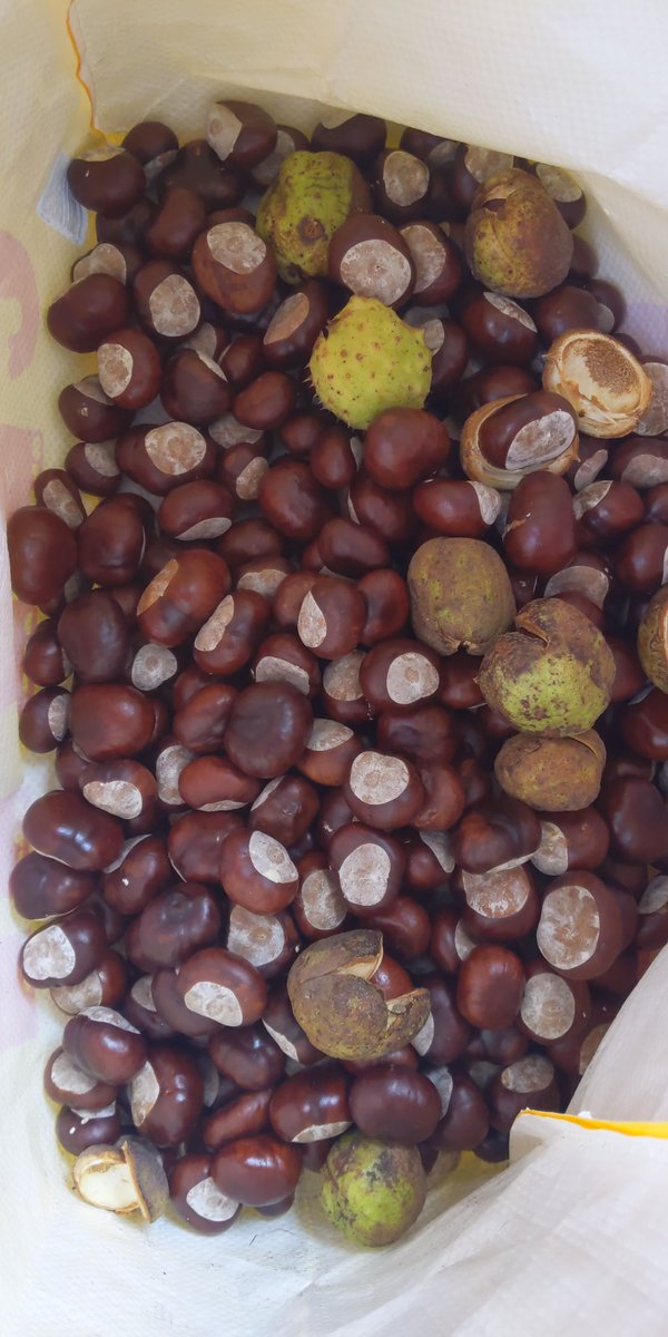 MissBeale1's tweet photo. Conkers all ready for the mud kitchen on Monday. 🌳🥄🍴 Can't wait to see what the children do with them. 🤔 https://t.co/SanDYXCGVW