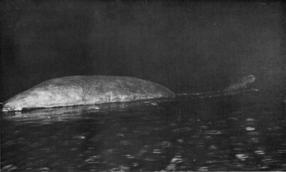 He said it was greyish-black, about 16 ft long (4.8m) at the waterline, that 2-3 ft of neck was visible, and that the head was about 10 inches long. Eyes weren’t visible, but he reckoned that they were there, just tightly closed...