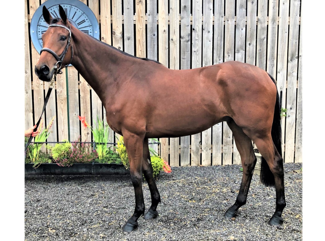 Shares are available in this exciting 3yo Sageburg gelding trained by @martinkeighley7! Out of a winning mare related to numerous high-class jumpers such as the Irish National winner Feathered Gale, a payment of £395 secures your share until 31/12/21! bit.ly/35Orhim