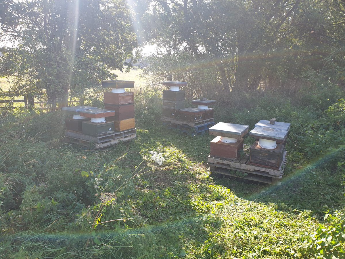 ElmTreeBees's tweet photo. Rushing around with our second feed buckets before cooler weather kicks in. https://t.co/4Oq8YNHNgr
