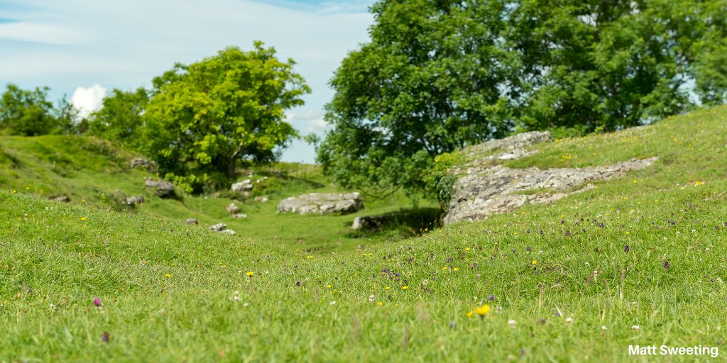 The heather on the limestone heathland at Ubley Warren is a lovely sight in September, with beautiful purples offset by yellow gorse flowers. Once an area of lead mining, this site contains uncommon plants in national decline. More: somersetwildlife.org/nature-reserve… @MendipHillsAONB