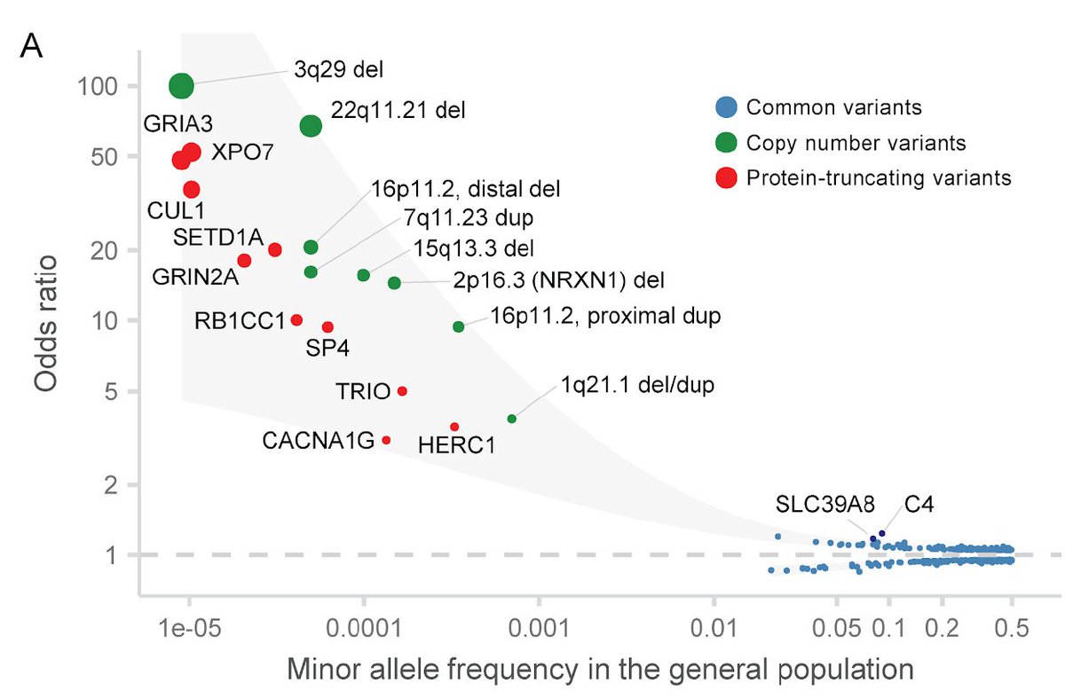 TarjS's tweet photo. On behalf of the SCHEMA consortium, I am excited to present our analysis of sequencing data from 24,248 cases and 97,322 controls in which we pinpoint ultra-rare protein-coding variants in ten genes as conferring substantial risk for schizophrenia. (1/6) 
https://t.co/jpH6AnQSk9 https://t.co/iyry3knDgI