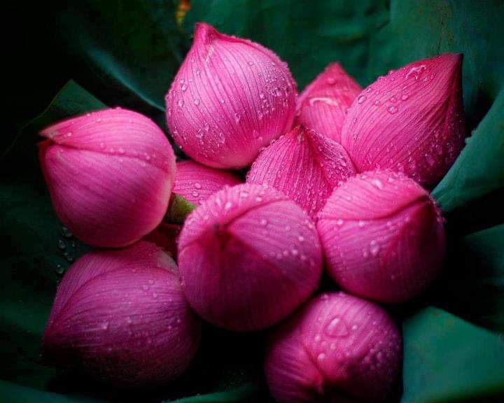 NTPPassion's tweet photo. Lotus (Nelumbo Nucifera Gaertn) is the National Flower of India. It is a sacred flower and occupies a unique position in the art and mythology of ancient India and has been an auspicious symbol of Indian culture since time immemorial.

#Flowers #Bharathiya_Culture_Matters #India https://t.co/6ct3mpRDyO