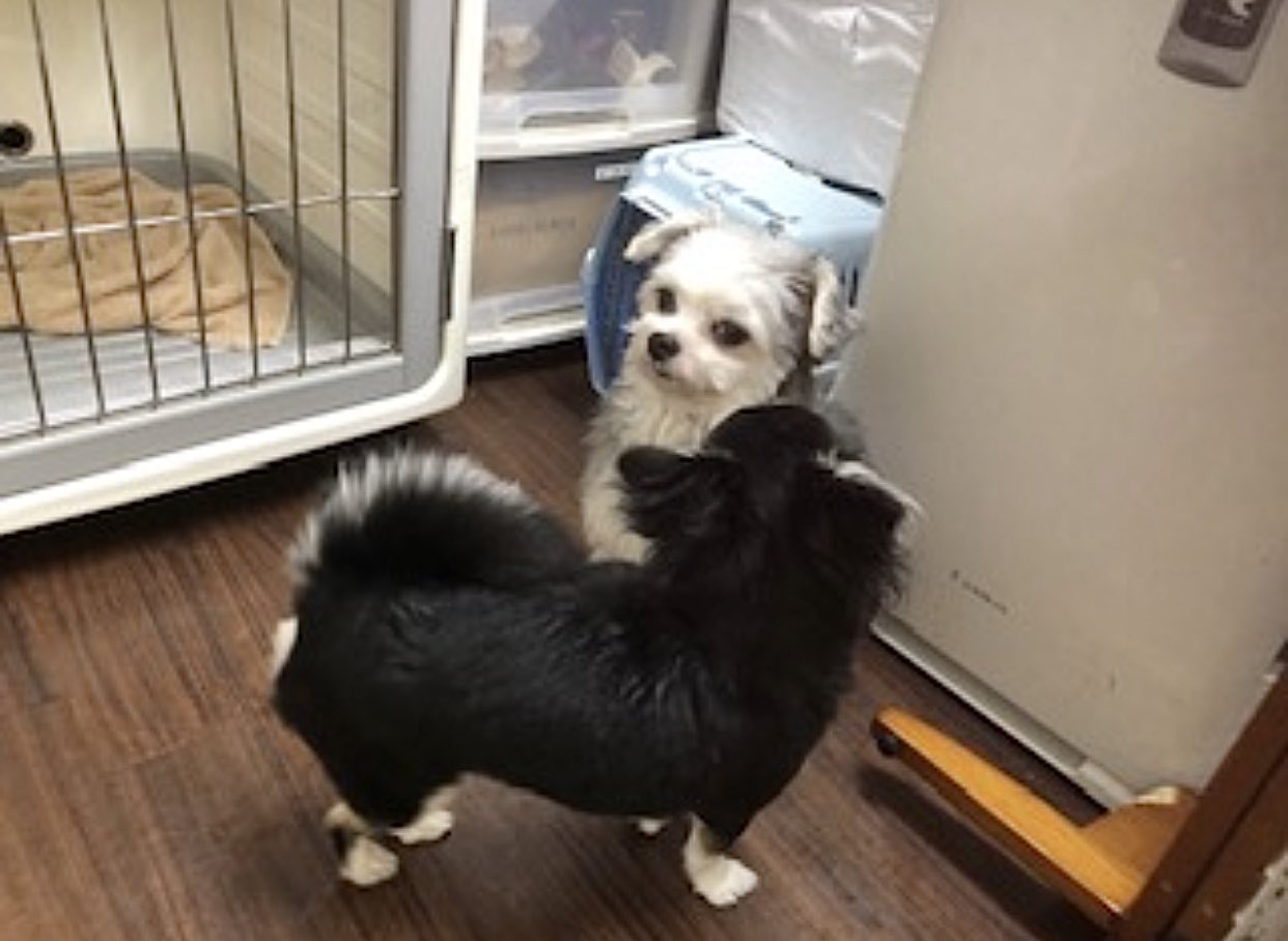 夏本あさみ あしゃみん うちのわんこすごい犬嫌いなんやけどペットホテルから送られてくる写真がいつも本当に鬱陶しそうで好き T Co D5qggrlfj1 Twitter