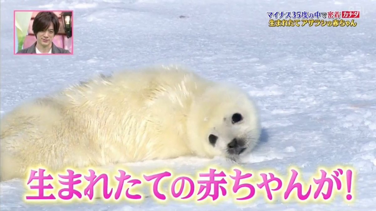 ツイッター 志村 動物園