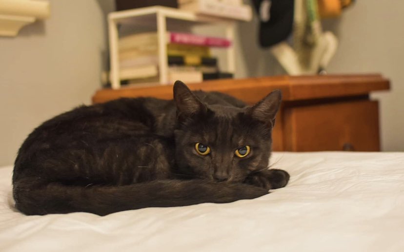 NatPougher's tweet photo. @GSpellchecker What’s that you say about not being insta worthy? Meet Jasper and Ember - beautiful black cats! https://t.co/mx3ZAjhdlz