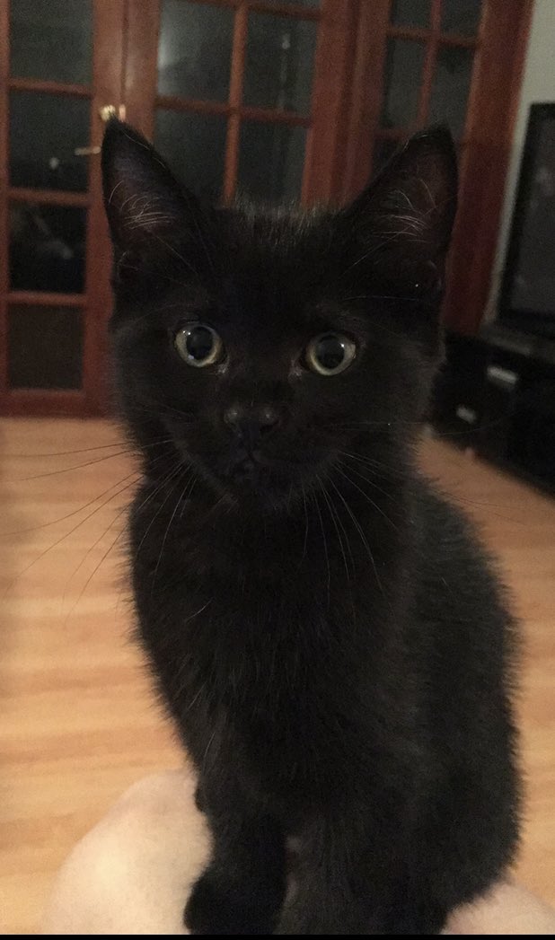 NatPougher's tweet photo. @GSpellchecker What’s that you say about not being insta worthy? Meet Jasper and Ember - beautiful black cats! https://t.co/mx3ZAjhdlz