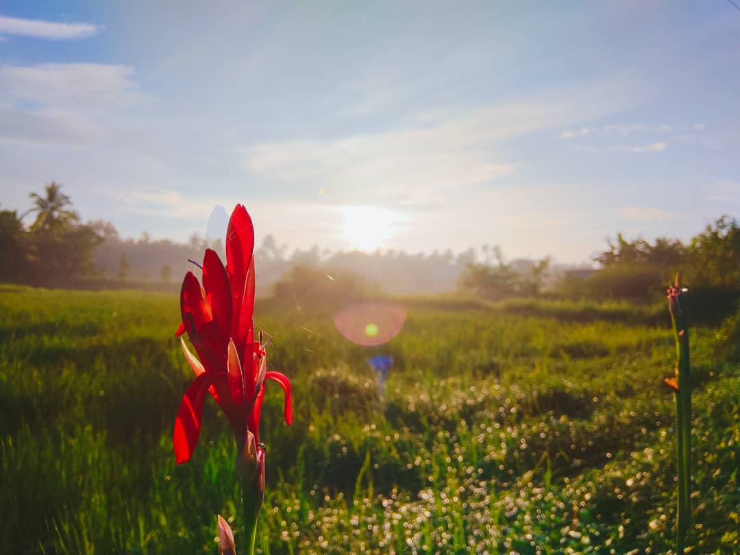 roshansafi11's tweet photo. Morning vibes 🌟
Amazing colours splits through clouds. 
A bit of september in a greeny mood. 😓🍃
 #creative_photographer  #microphotography #creepy #awesomephotography #professionalphotographer #wildlifephotography #maharashtraphotography #inspiration #traveller #explorer https://t.co/PIcfIRk5ca