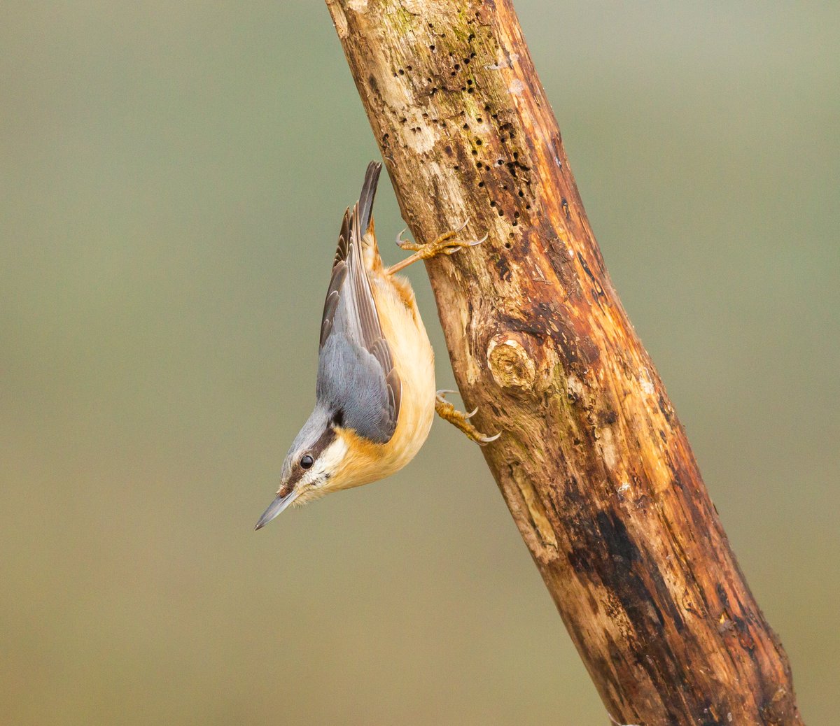 nottmwild's tweet photo. Nuthatch https://t.co/C9JxbfbASI