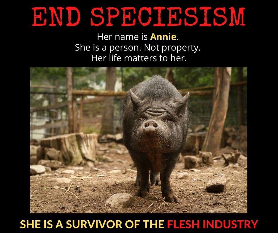 EndofSpeciesism's tweet photo. DAY 15: SURVIVOR STORIES

Introducing ANNIE....

https://t.co/rGjZ4nyEtP

#endspeciesism 
#personsnotproperty
#survivorsofspeciesism 
#pigs
#supportoursanctuaries
#animalrights 
#run4regan
#savepigs4regan
#govegan4regan https://t.co/5zZ1EDCtb1