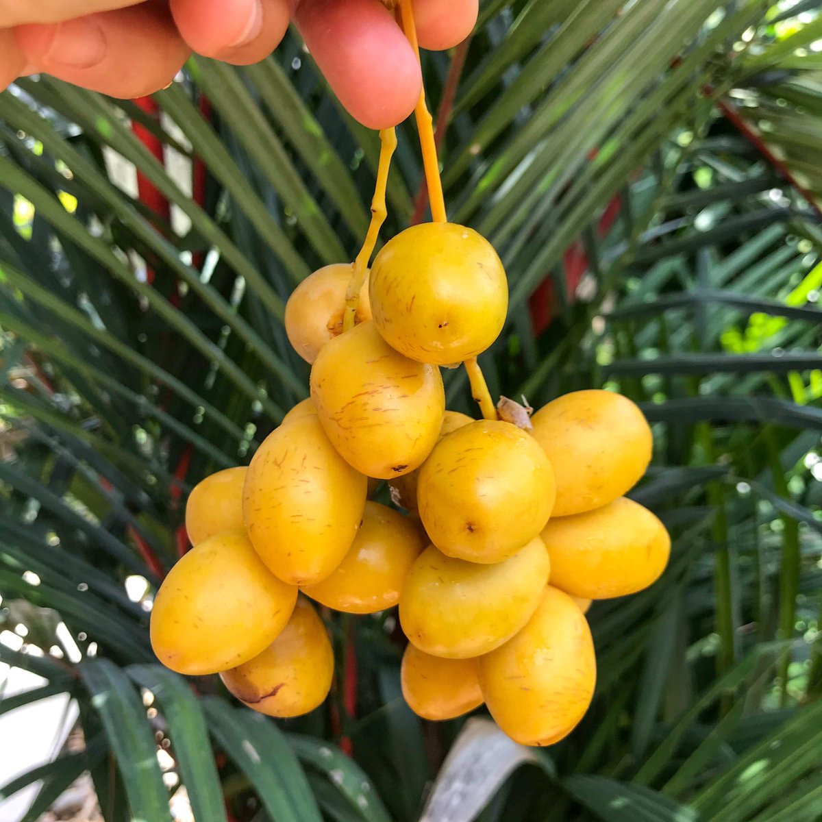 nanasolutionsco's tweet photo. Are you getting fresh w/ me, date?💛
Ths raw FRESH DATES r around 4 only a brief period, so we better enjoy their rich & delicate flavor while we can. Crunchy like an🍎& same sweetness u find in the dried version. Got these fr a family #farm in a #cropswap
#permaculture #fruit https://t.co/wbnwUag3mG