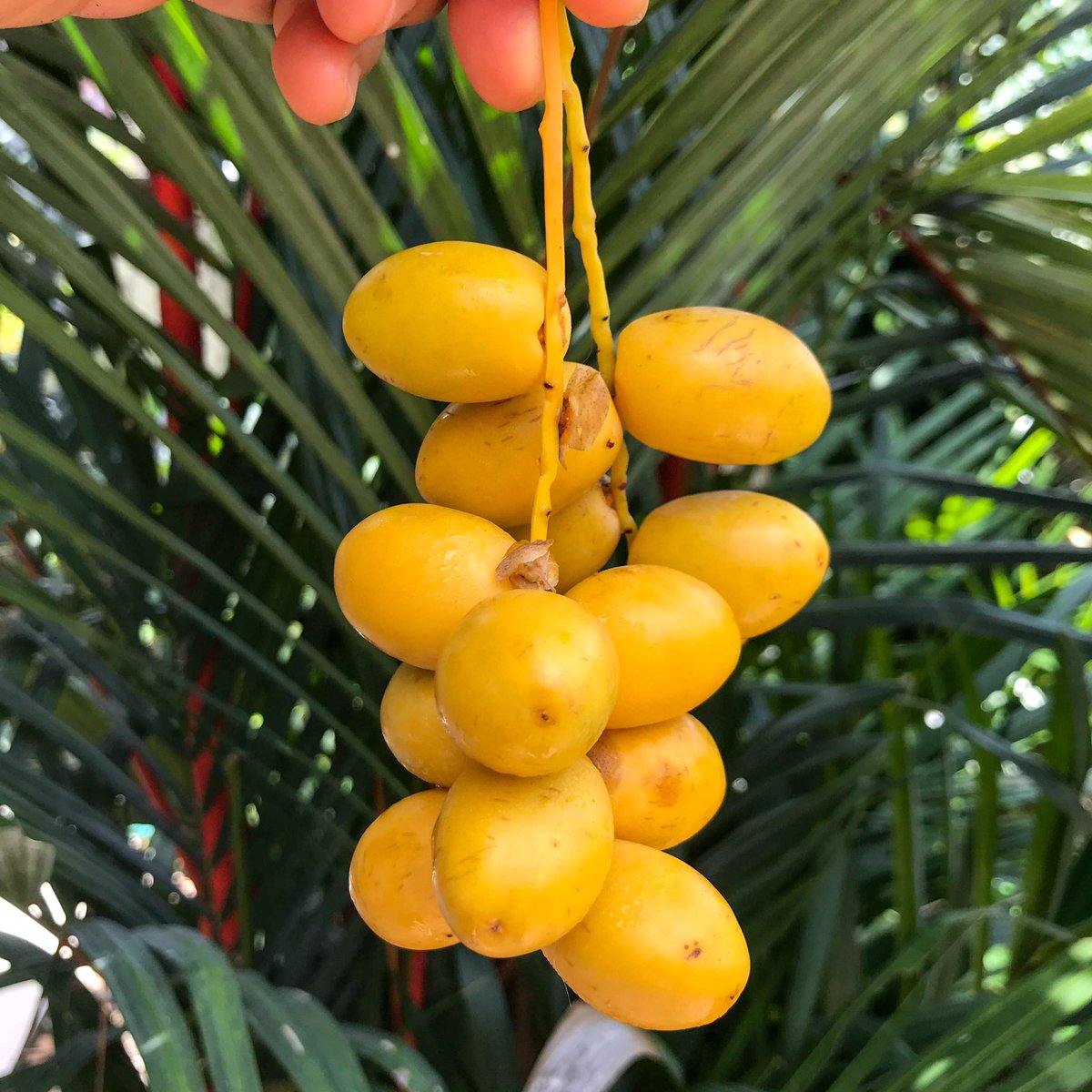 nanasolutionsco's tweet photo. Are you getting fresh w/ me, date?💛
Ths raw FRESH DATES r around 4 only a brief period, so we better enjoy their rich & delicate flavor while we can. Crunchy like an🍎& same sweetness u find in the dried version. Got these fr a family #farm in a #cropswap
#permaculture #fruit https://t.co/wbnwUag3mG