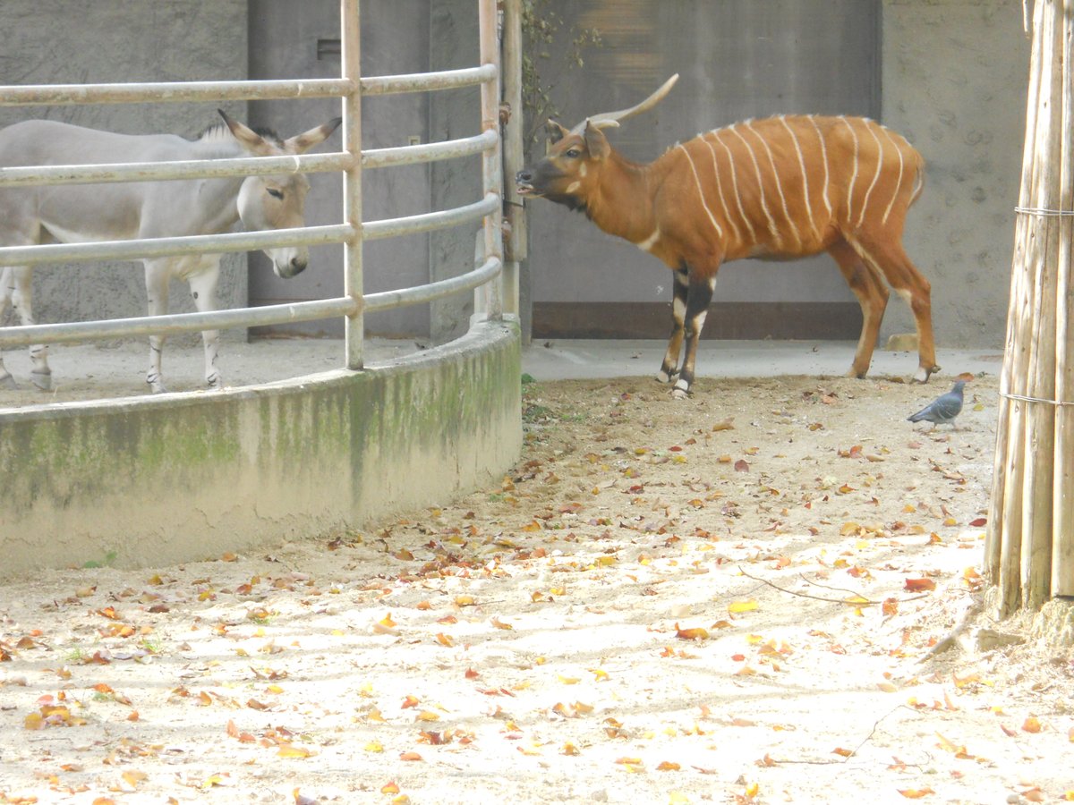 やまこじ 今は日本にいない ボンゴとソマリノロバが隣同士にいたという東山の奇跡 11年11月 東山動物園にて T Co Vuppocizsj Twitter