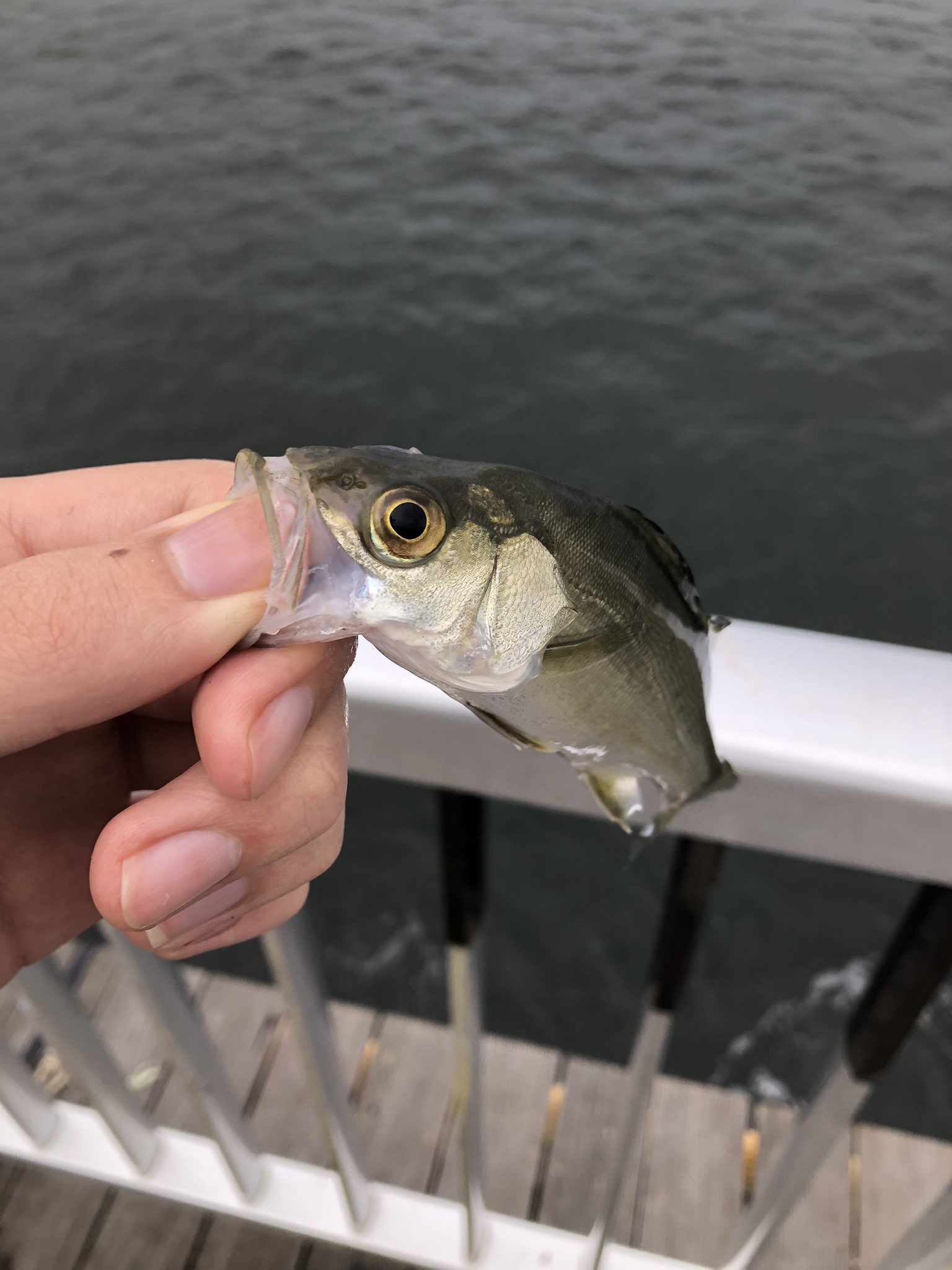 𓆡クサノ𓆡 9月18日 天気 晴れ 13時半 17時半 釣果 シャコ5 子イシモチとスズキ 仙台港 パークに泳がせをしに行った がしかし 餌を釣るためのサビキ釣りで坊主をくらう 周りも全く釣れていなかった 朝マズメだけは釣れていたらしいが ついでのチョイ投げ
