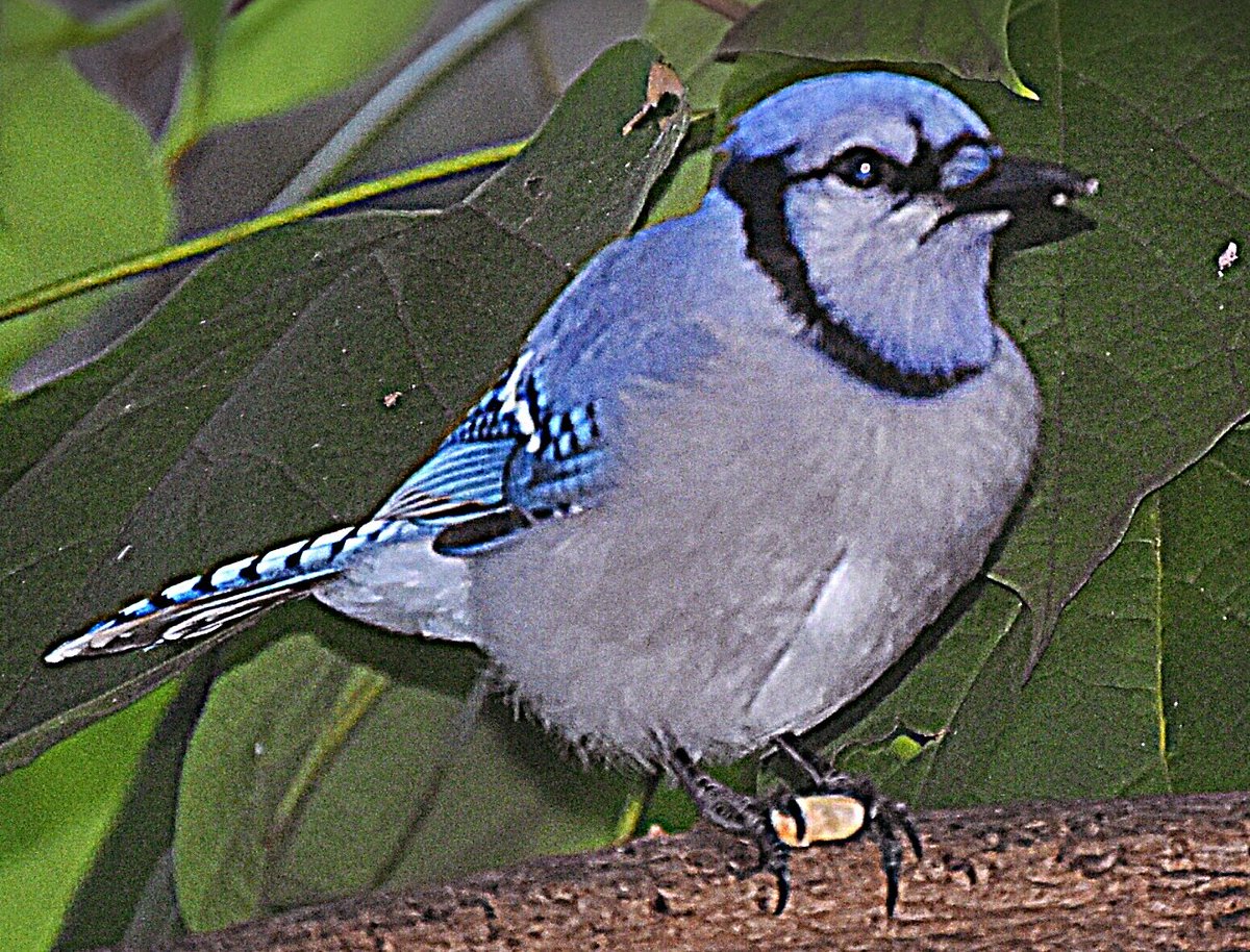 <a href="/countryboots126/">Suzanne's Scenes Photography 📷</a> @HIRussTaylor @WriterSleuth84 Birding on this crisp morning! #birdphotography #birdwatching #SaturdayThoughts