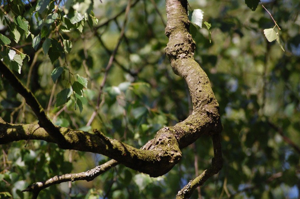 Tree Surgery - gracegardening.co.uk/gardening-serv…