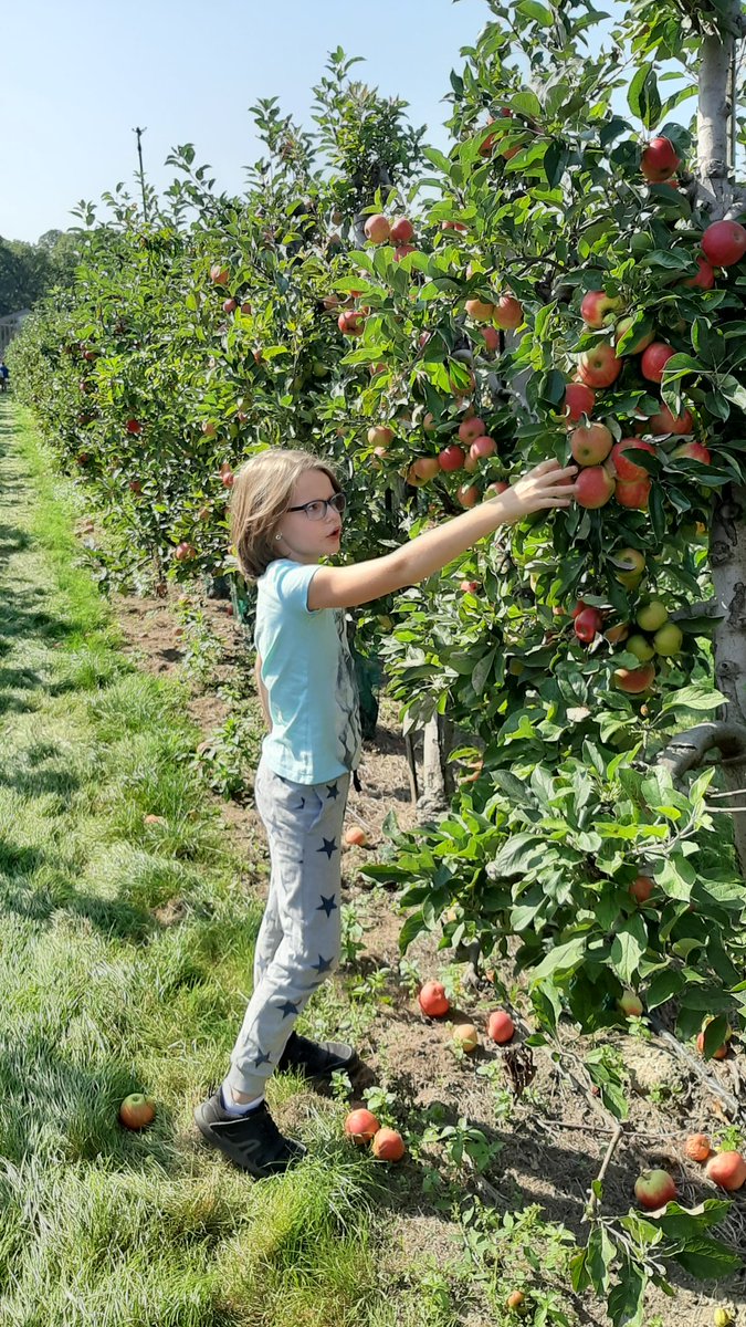LecluseRene's tweet photo. Het is weer de tijd van het jaar. 
Appels plukken #philipsfruittuin https://t.co/Gva6OjJNqO