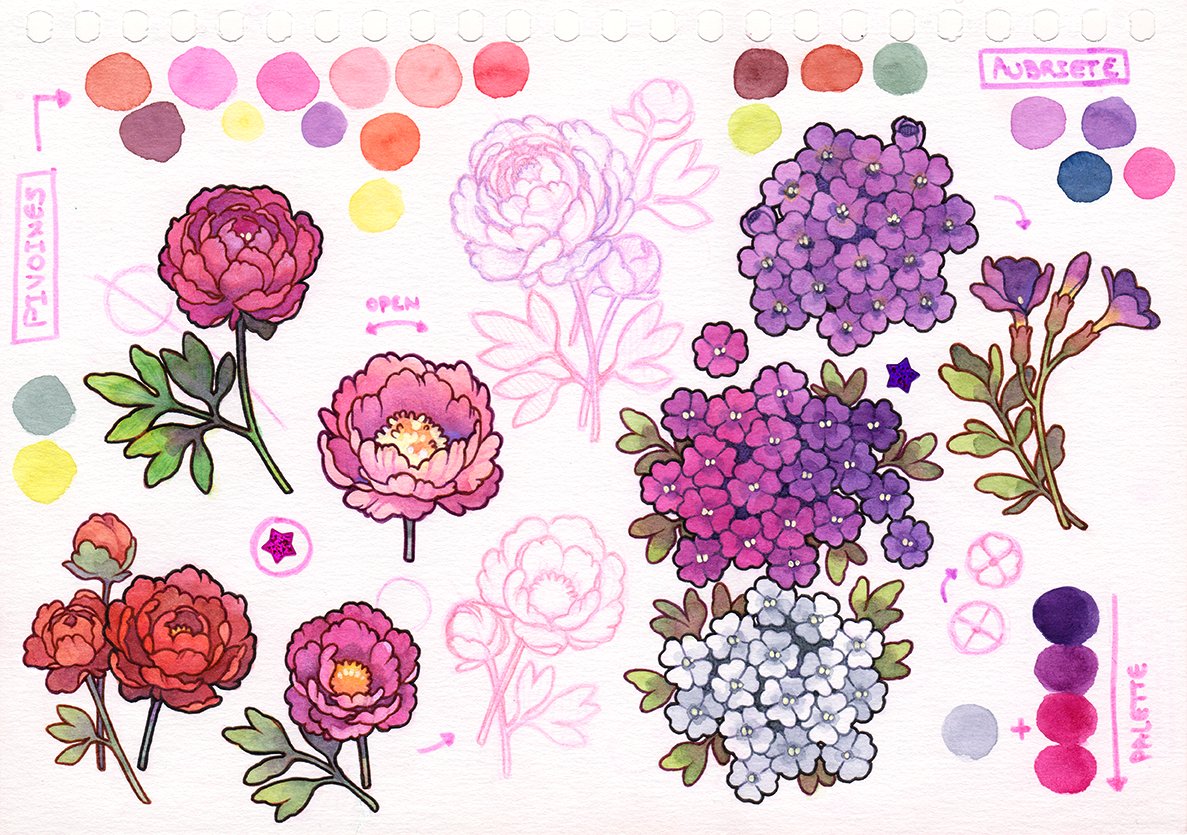 Idheen_Blanche's tweet photo. Various flower studies. You all know how much I love drawing them. https://t.co/JgslhWQvRB