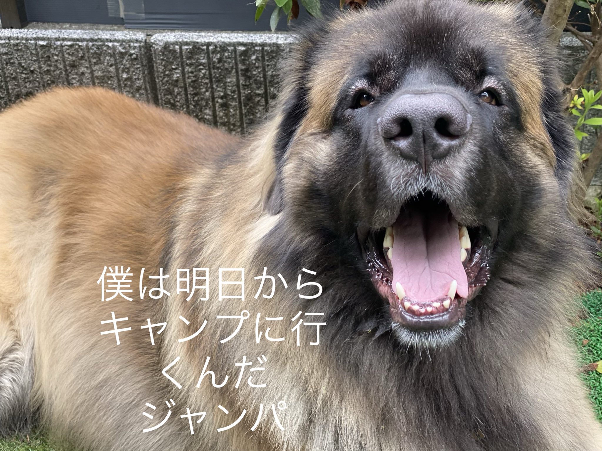 レオンベルガージャンパ みんな遭遇したらよろしくね まるで 未知との遭遇 Hugedog Huge Bear Gentlegiant Giantbreed レオンベルガー 超大型犬 巨大 熊 レオンベルガージャンパ どうぶつな会 中居正広 Smap 小山慶一郎 T Co レオンベルガージャンパ みんな遭遇したらよろしくね まるで 未知との遭遇 Hugedog Huge Bear Gentlegiant Giantbreed レオンベルガー 超大型犬 巨大 熊 レオンベルガージャンパ どうぶつな会 中居正広 Smap 小山慶一郎 T Co