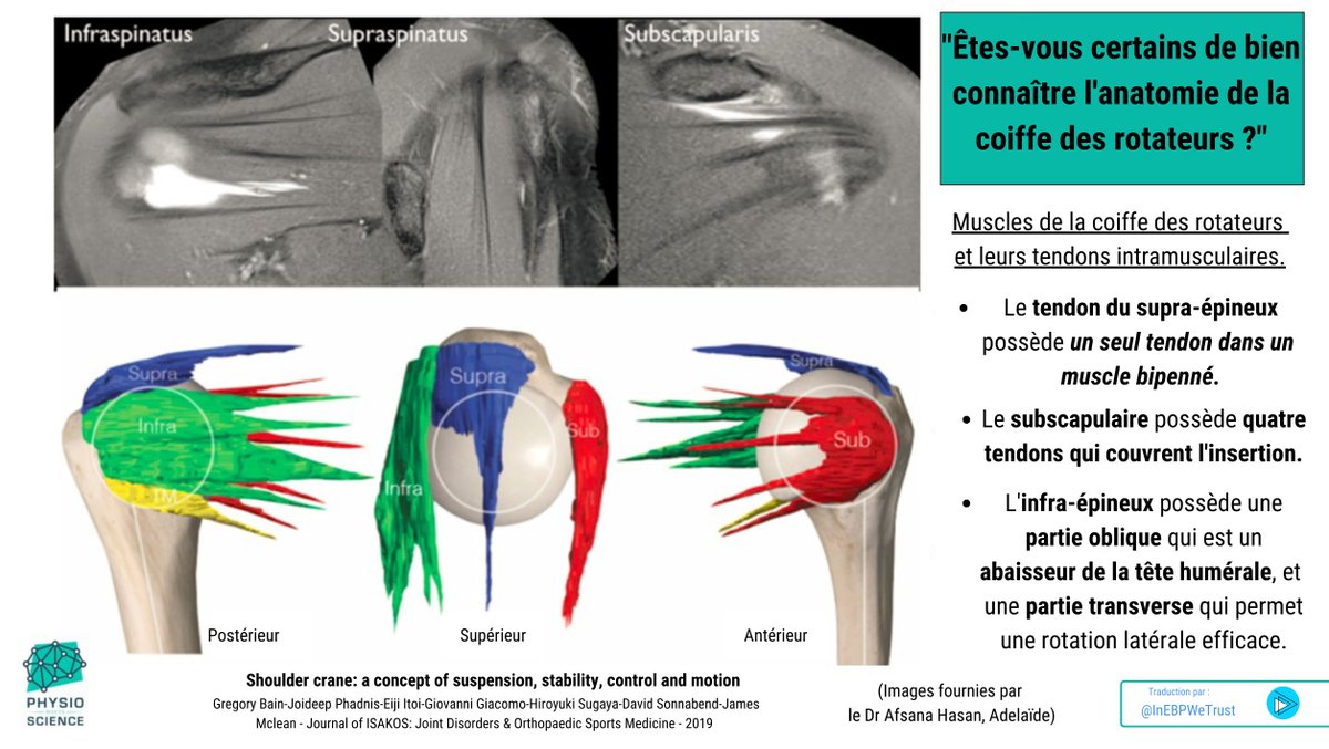 INFOGRAPHIE 🇫🇷 

« Êtes-vous certains de bien connaître l’anatomie de la coiffe des rotateurs ? » <a href="/PhysioMeScience/">Physio Meets Science</a> 

jisakos.bmj.com/content/4/2/63