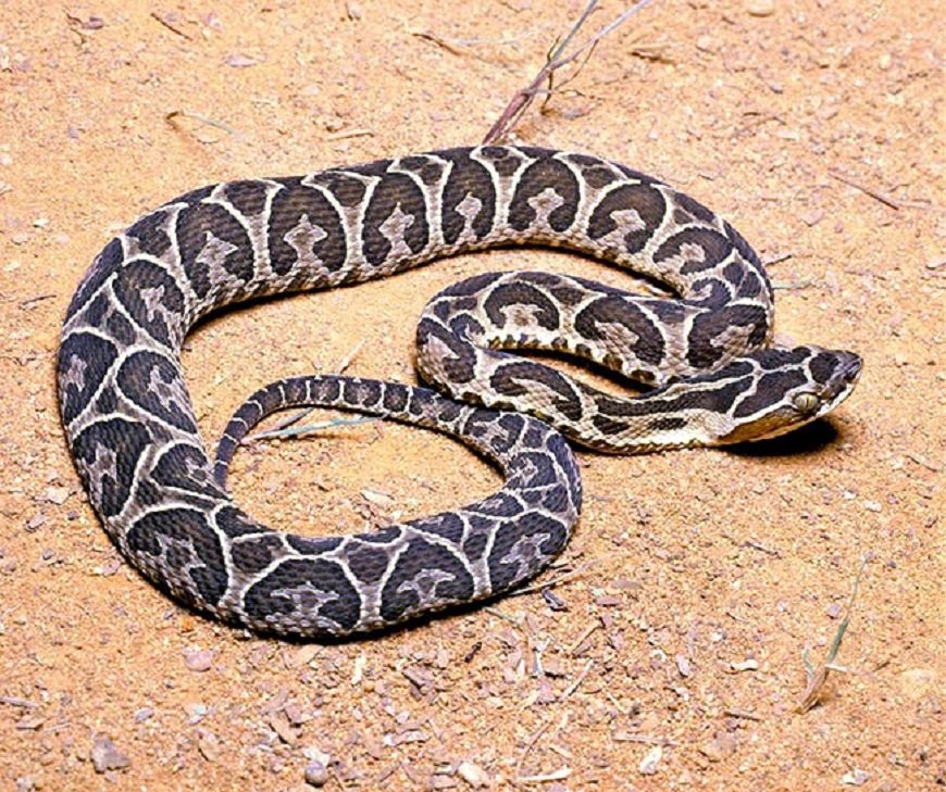 🐍 | Se reportaron 96 accidentes ofídicos este año

El 72% de los casos se registró en hombres.

👉🏽 Si es mordido por una serpiente, acuda rápidamente al servicio de salud. No succione el veneno con la boca, no haga cortes ni torniquete.

➕ℹ️ bit.ly/2ZMTHWn