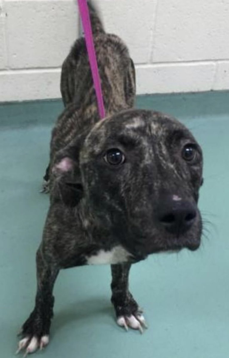 reddogsusie's tweet photo. #TN #MEMPHIS
🆘🆘SPECIAL PLEA Cookie 18mo hw- HAS FEMORAL FRACTURE &amp; POOR BODY CONDITION She is the sweetest young girl who adores everyone! Needs #RESCUE Medical #PLEDGES &amp; #FOSTER PLS HELP #MASA814
https://t.co/kzKuB8gDbe https://t.co/kfAVGOK5vm