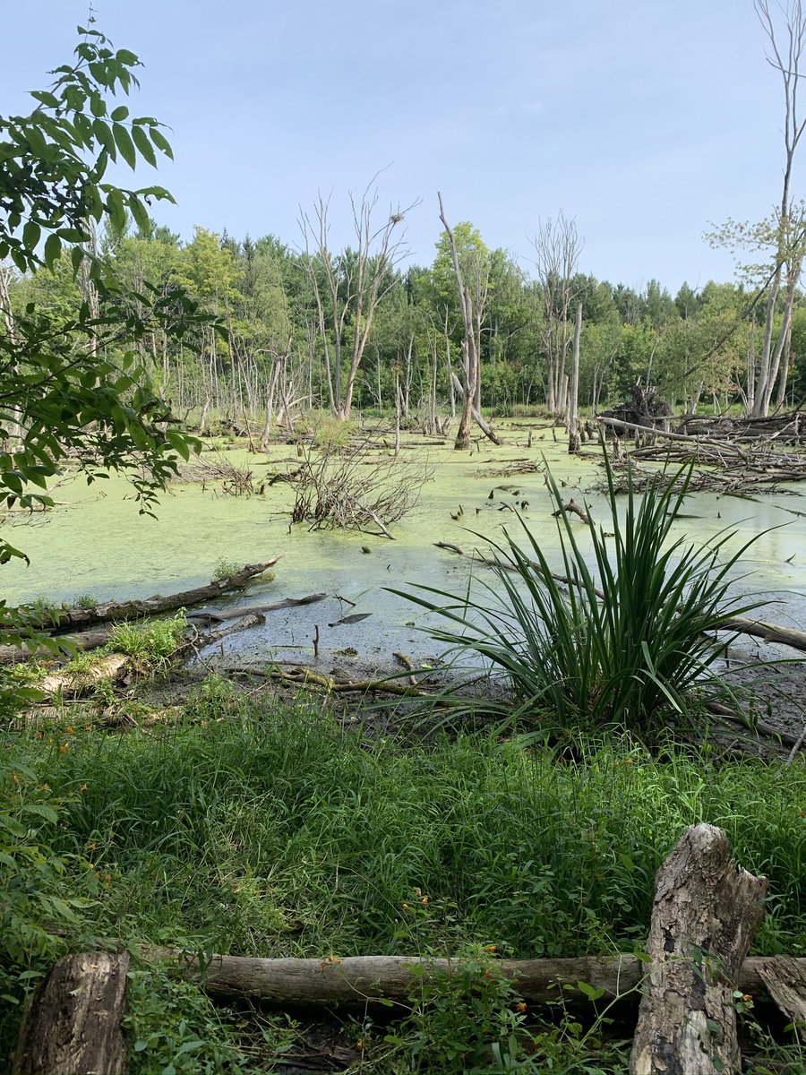 Kortright conservation area. In Vaughan. Also needs a reservation  https://kortright.org/ . Lots of pretty and short hikes. Learned the difference between different types of wetlands here.