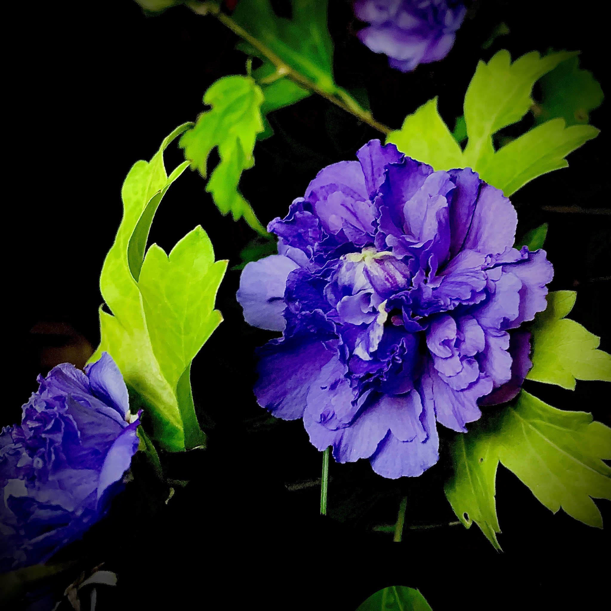 Keng 八重咲きの木槿が綺麗に咲きましたー 木槿 ムクゲ 八重咲き Team青花 T Co Lihldimff2 Twitter