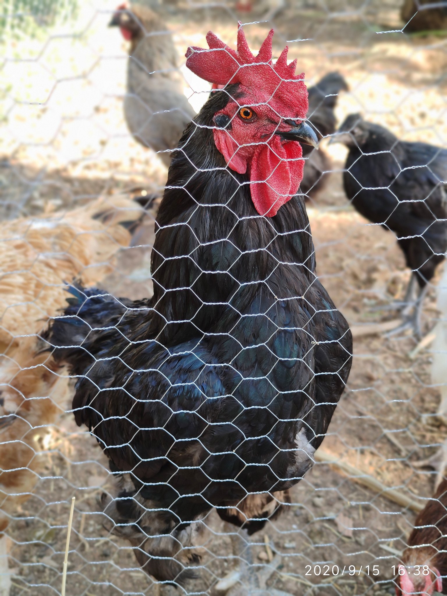 Ciftci Babam On Twitter Adam Yazin Koyde Yasiyor Tavuk Besliyorsa Takdir Ediyorum Ancak Almis Et Tavugu Denen Geni Bozuklari Koymus Onune Gdolu Yemi Sonra Diyor Dogal Tavuk Eti Yiyorum Git Carsidan Al