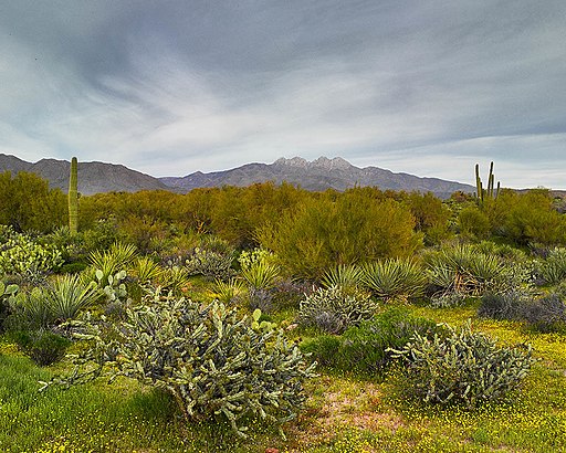 Can you name the four North American deserts?
ow.ly/fwD950BveCM