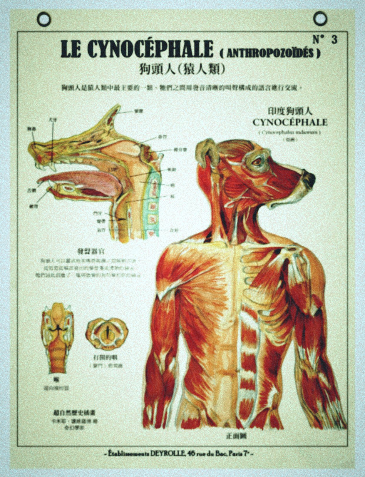 ピコピコ パリの剥製 標本屋デロールが手掛ける架空動物図鑑 中国語版が安く電子書籍化されているので購入しました 殆ど怪獣図鑑のノリで とても良いです 原著の仏語よりはちょっとは意味が分かるけど まあ読み物というより眺める物ですね 日本語版