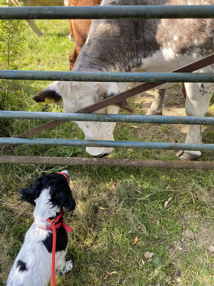 Look pals, 
I mets a majooooosiv beasts today! She nearly matcheds my colour! I was so braves, until she blews in my face! 🌿🐾 

#cowsoftwitter #dogsoftwitter #meetingtheherd