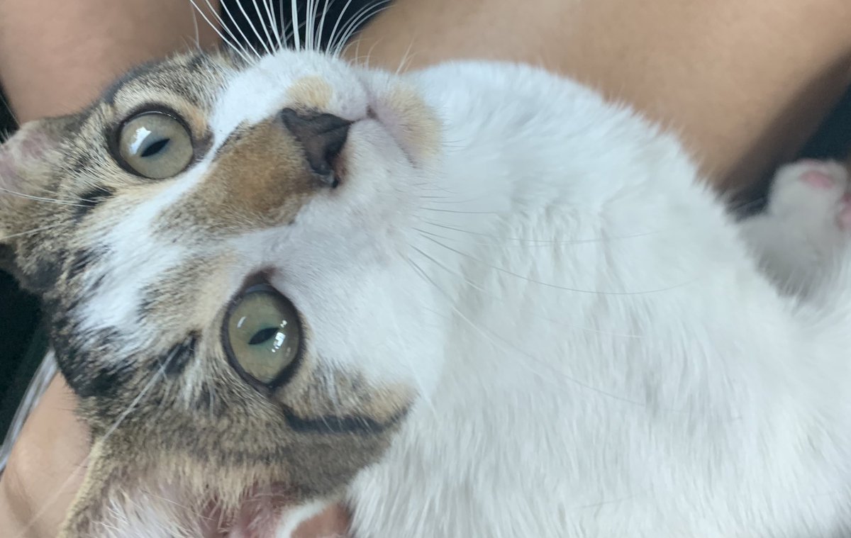 filmfics's tweet photo. it’s my birthday today. i turn 12 🥺🥺 my friend gave me an among us cake and a cat :( i’m so happy https://t.co/qWb6gqOUU9