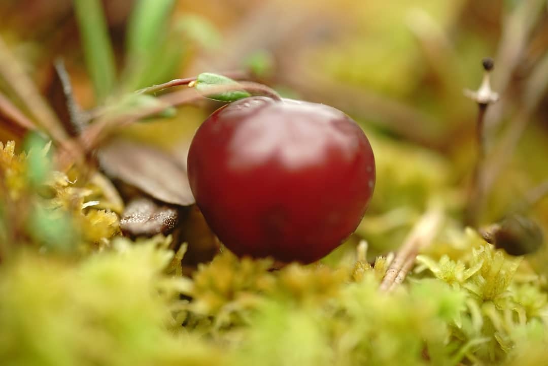 Denezhkin_Kamen's tweet image. #клюква #болото #заповедник #ДенежкинКамень #мох #осень