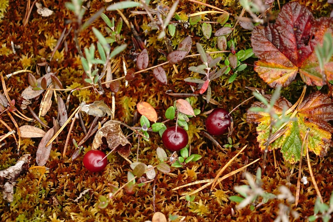 Denezhkin_Kamen's tweet image. #клюква #болото #заповедник #ДенежкинКамень #мох #осень